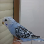 2 pollo 12-8-10
