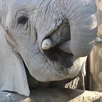 Zoo de Barcelona 25-12-11 148