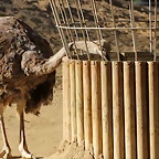 Zoo de Barcelona 25-12-11 207