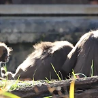 Zoo de Barcelona 25-12-11 159