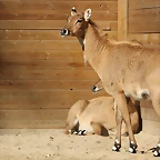 Zoo de Barcelona 25-12-11 318