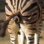 Zoo de Barcelona 25-12-11 187