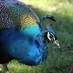 Zoo de Barcelona 25-12-11 216