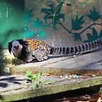 Zoo de Barcelona 25-12-11 357