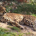 Zoo de Barcelona 25-12-11 313