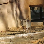 Zoo de Barcelona 25-12-11 080