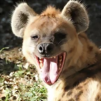Zoo de Barcelona 25-12-11 255