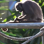 Zoo de Barcelona 25-12-11 157