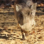Zoo de Barcelona 25-12-11 089