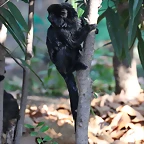 Zoo de Barcelona 25-12-11 364