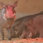 Zoo de Barcelona 25-12-11 066
