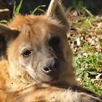 Zoo de Barcelona 25-12-11 266