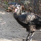 Zoo de Barcelona 25-12-11 346