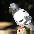 Zoo de Barcelona 25-12-11 040