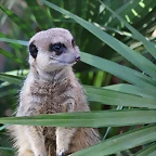 Zoo de Barcelona 25-12-11 056
