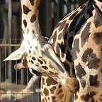 Zoo de Barcelona 25-12-11 108