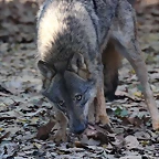 Zoo de Barcelona 25-12-11 025