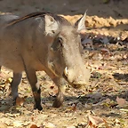Zoo de Barcelona 25-12-11 076