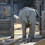 Zoo de Barcelona 25-12-11 124
