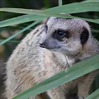 Zoo de Barcelona 25-12-11 051