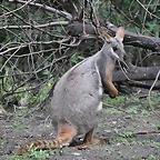 WALLABY DE LAS ROCAS DE PATAS AMARILLAS, AUSTRALIA