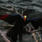 Zoo de Barcelona 09-04-11 216