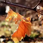 10, hojas muertas de parra, marca