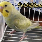 FB_IMG_1501758311102