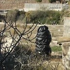 palmera decapitada