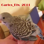 5 pollo 5-3-11 (2)