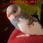 4 pollo 5-3-11