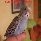 5 pollo 5-3-11  (1)