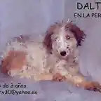 Dalton, perrera Madrid-Guadalajara