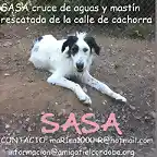 SASA Crdoba