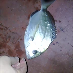 100720111069