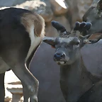 Zoo de Barcelona 18-04-11 640