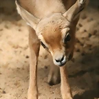Zoo de Barcelona 18-04-11 248