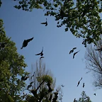 Zoo de Barcelona 18-04-11 333