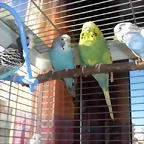 4 peris