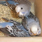 el trio 8-8-10