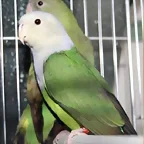 Agapornis cana