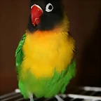 Agapornis personata