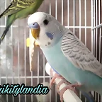 FB_IMG_1504012556578