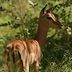 Johannesburg Kruger març 2009 655
