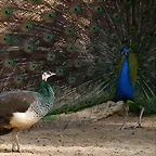 Zoo de Barcelona 04-04-11 055