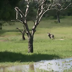 Johannesburg Kruger març 2009 823