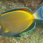 Acanthurus japonicus