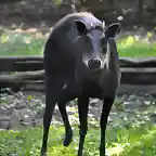 DUIKER DE LOMO AMARILLO