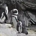 PINGUINO DE MAGALLANES 12