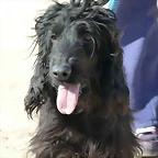 COCKER4